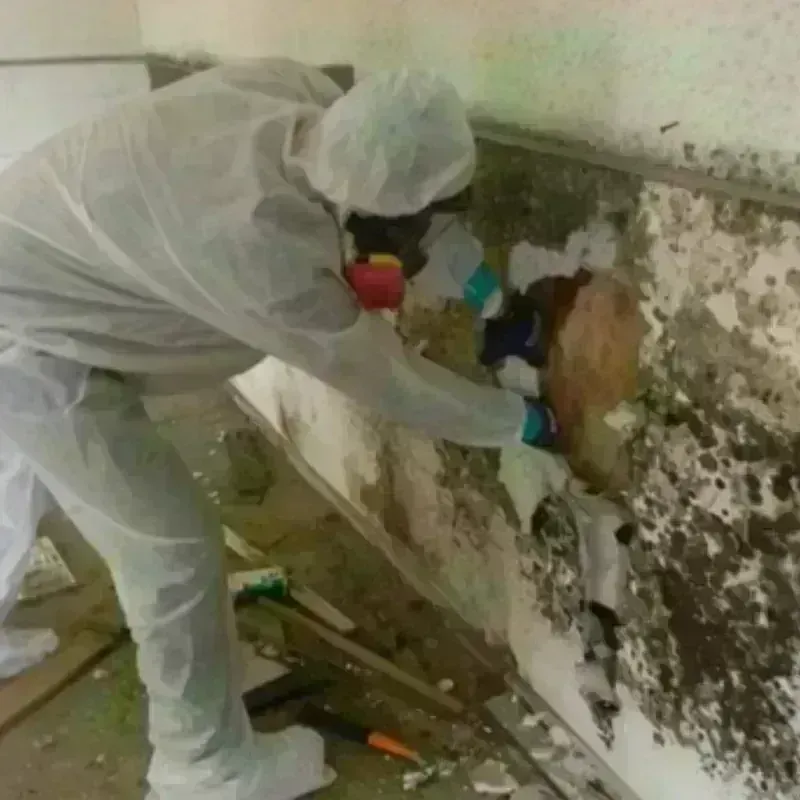 Mold Remediation and Removal in Ames, TX